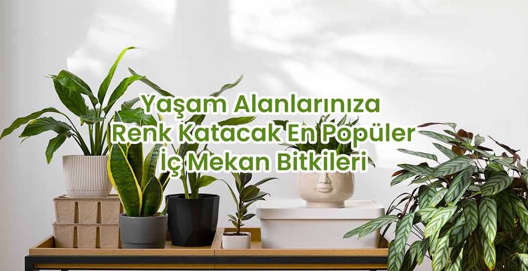 Yaşam Alanlarınıza Renk Katacak En Popüler İç Mekan Bitkileri