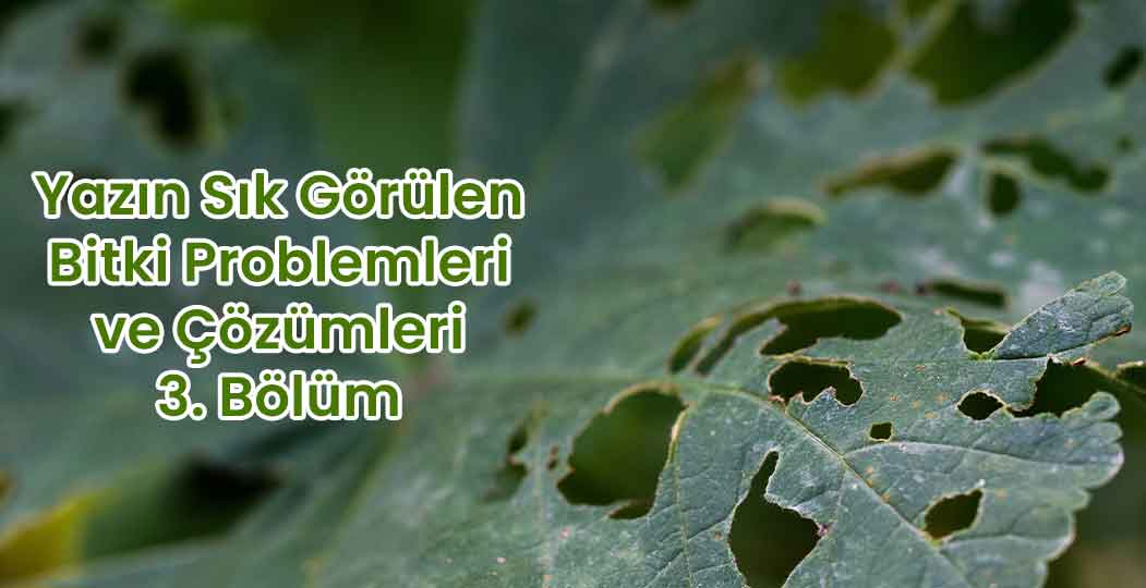 Yazın Sık Görülen Bitki Problemleri  ve Çözümleri 3 Bölüm