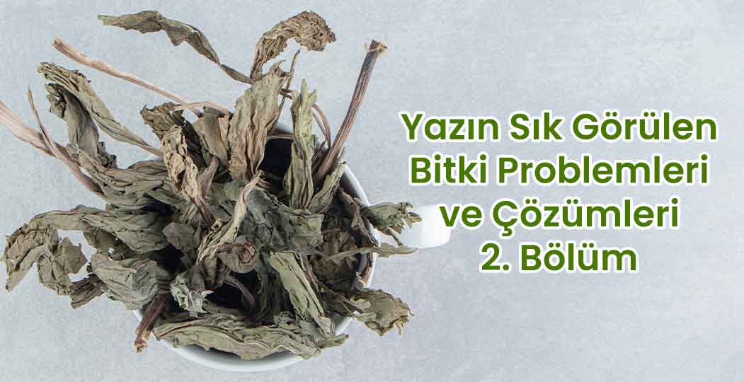 Yazın Sık Görülen Bitki Problemleri ve Çözümleri