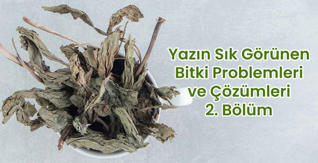 Yazın Sık Görülen Bitki Problemleri ve Çözümleri