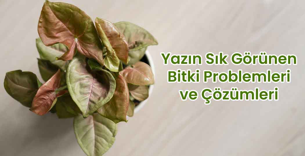 sıcaklarında bitki bakımında dikkat edilmesi gereken başlıca sorunlar ve çözüm yolları