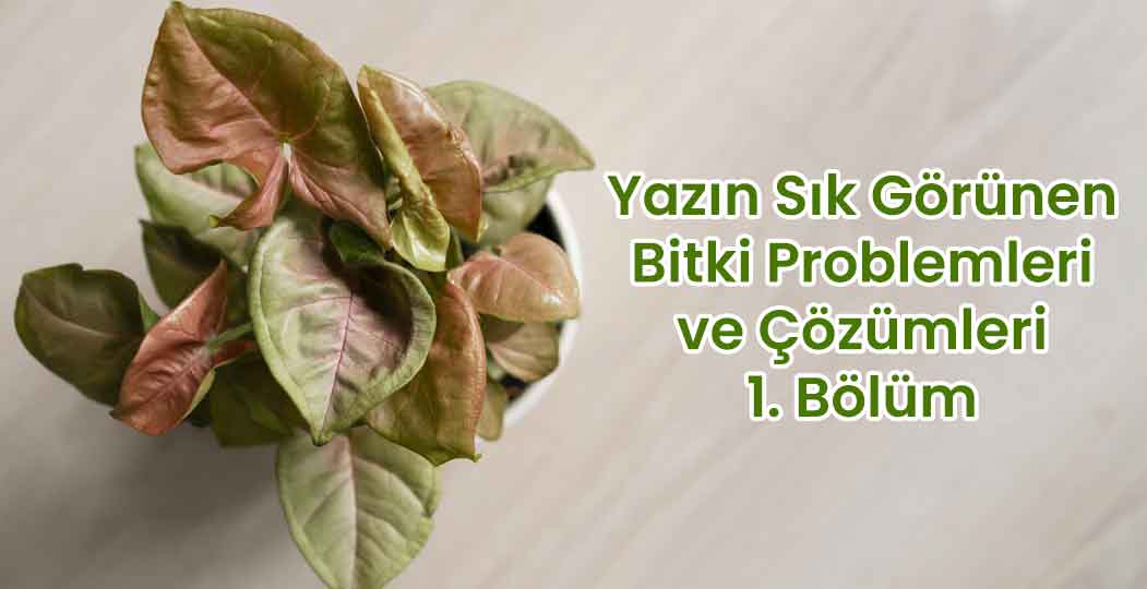 sıcaklarında bitki bakımında dikkat edilmesi gereken başlıca sorunlar ve çözüm yolları