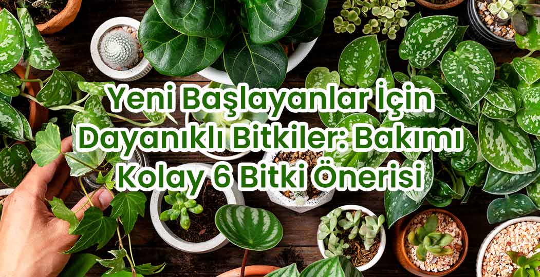 Yeni Başlayanlar İçin Dayanıklı Bitkiler: Bakımı Kolay 6 Bitki Önerisi
