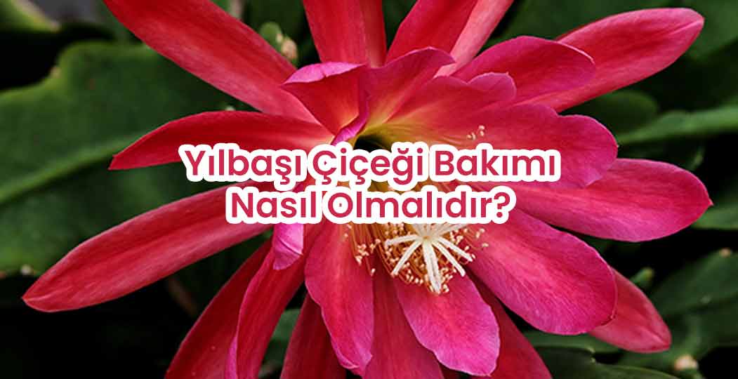 Yılbaşı Çiçeği Bakımı Nasıl Olmalıdır?
