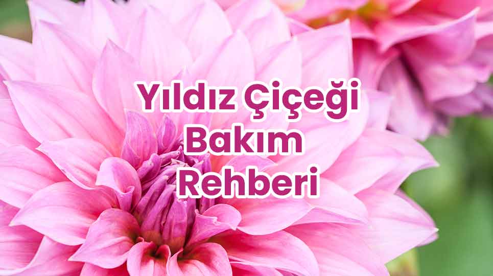 Yıldız Çiçeği Bakımı Rehberi