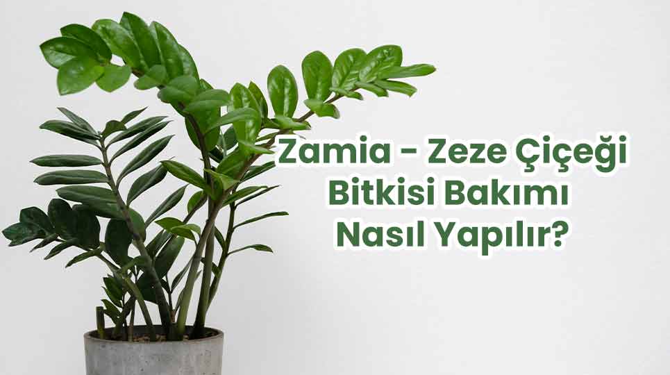 Zamia - Zeze Çiçeği Bİtkisi Bakımı Nasıl Yapılır? | Bahçe Market