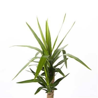 Yuka – Avize Çiçeği Bitkisi 2 Gövdeli Çap 21 Cm – Boy 60 – 80 Cm