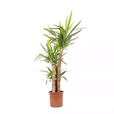 Yuka – Avize Çiçeği Bitkisi 3 Gövdeli Çap 24 Cm - 30-60-120 Cm