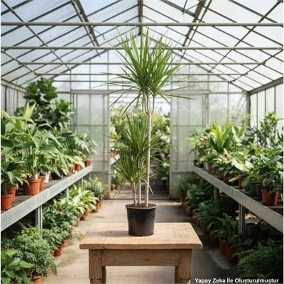 3lü Dracaena Marginata Çiçeği  45 X 30 X 60 Cm Yeşil