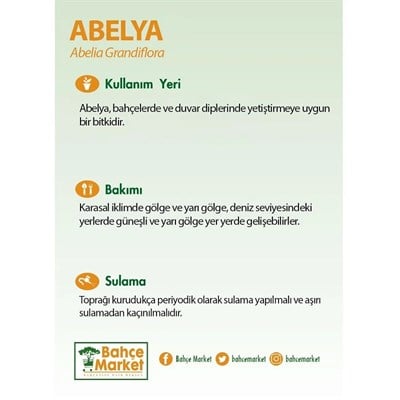 Abelya Grandiflora ( Büyük Çiçekli Kelebek Çalısı) 20-30 Cm