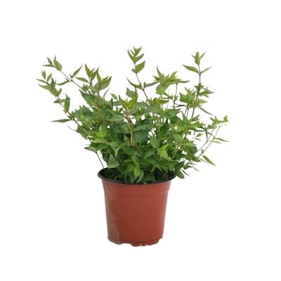Abelya Grandiflora ( Büyük Çiçekli Kelebek Çalısı) 10-20 Cm