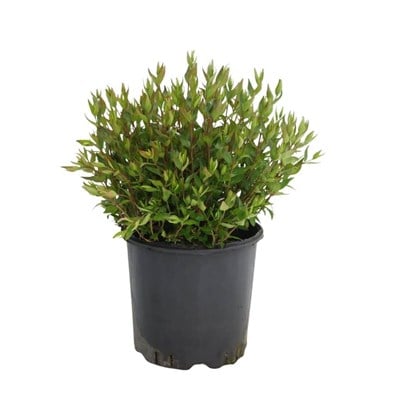 Abelya Grandiflora ( Büyük Çiçekli Kelebek Çalısı) 20-30 Cm