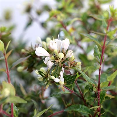 Abelya Grandiflora Prostrata (güzellik çalısı)