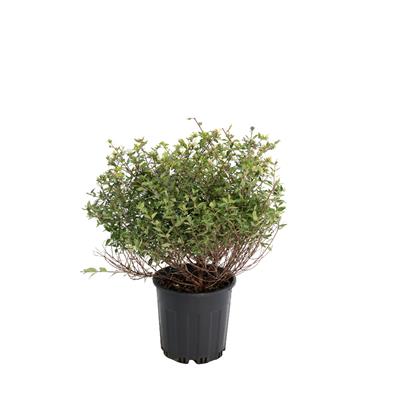 Abelya Grandiflora Prostrata (güzellik çalısı)