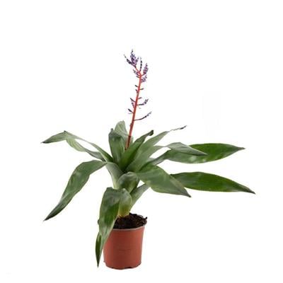 Aechmea Blue Rain Çiçeği