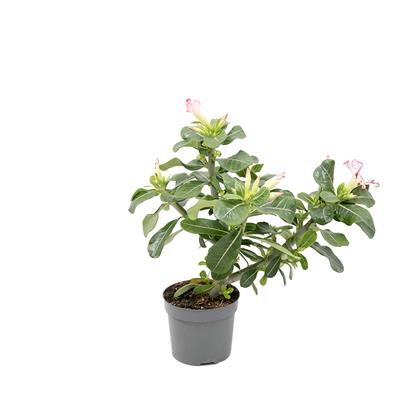 Adenium Obesum (Çöl Gülü) 20-30 Cm