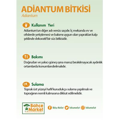 Adiantum Bitkisi 30-40 Cm