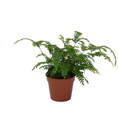 Adiantum Bitkisi 30-40 Cm