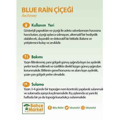 Aechmea Blue Rain Çiçeği