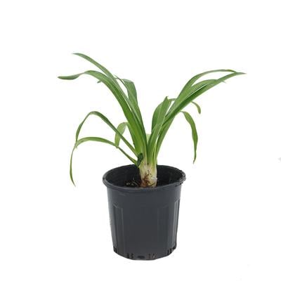 Agapantus Afrika Zambağı