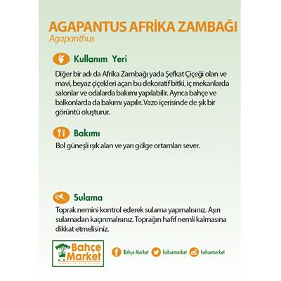 Agapantus Afrika Zambağı
