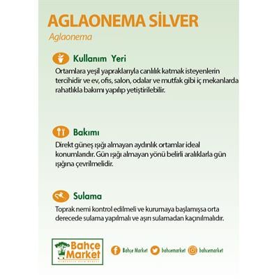 Aglaonema Silver Yeşil