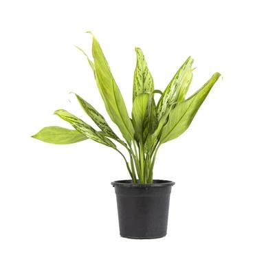 Aglaonema Silver Yeşil