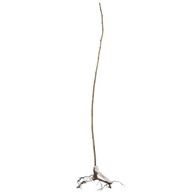 Ahududu Fidanı Çıplak Kök