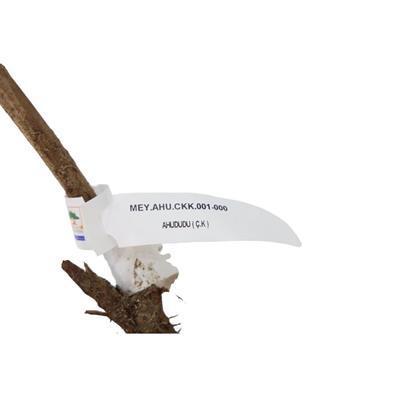 Ahududu Fidanı Çıplak Kök