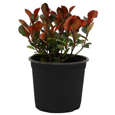 Alev Çalısı 20- 30 Cm Yeşil