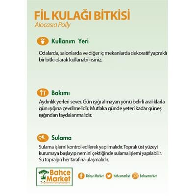 Alocasia Polly - Fil Kulağı 20 - 30 Cm Yeşil