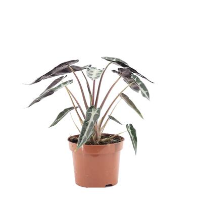 Alocasia Polly - Fil Kulağı 20 - 30 Cm Yeşil