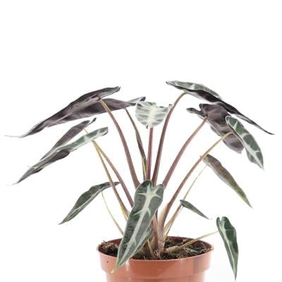 Alocasia Polly - Fil Kulağı 20 - 30 Cm Yeşil