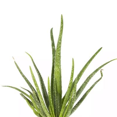 Aloe Vera Yeşil