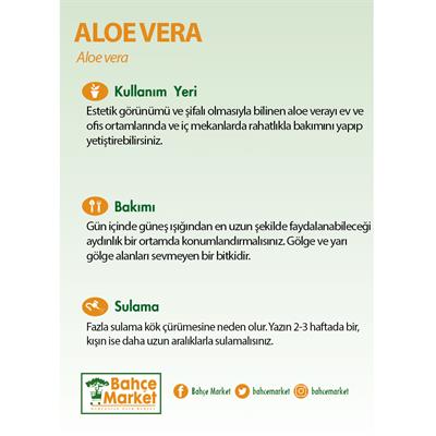 Aloe Vera Yeşil