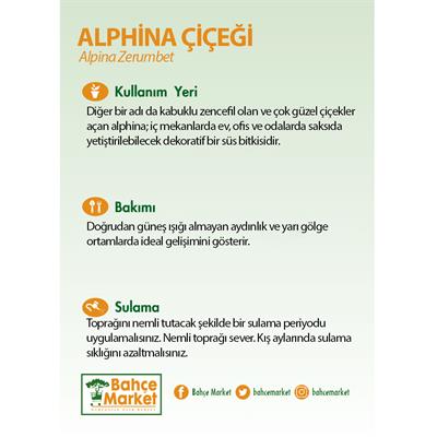 Alphina Çiçeği 40-60 Cm