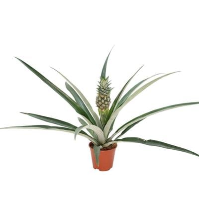 Ananas Corona 50-60 CM