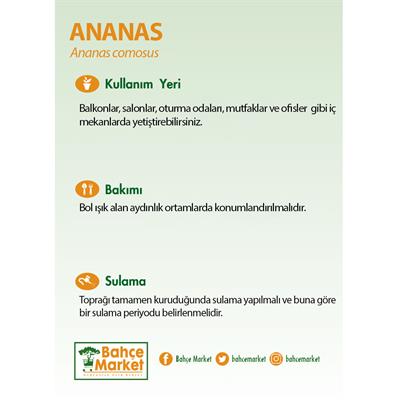 Ananas Yeşil