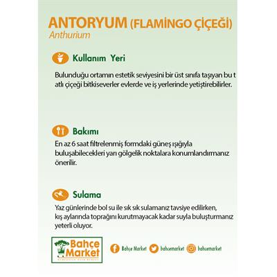 Antoryum-Anthurium (Flamingo Çiçeği)  Çap 14 CM 40  60 Cm