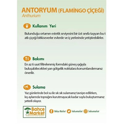 Antoryum - Flamingo Çiçeği 60 80 Cm