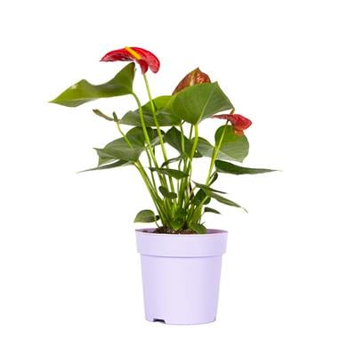 Antoryum Mix 30 40 Cm
