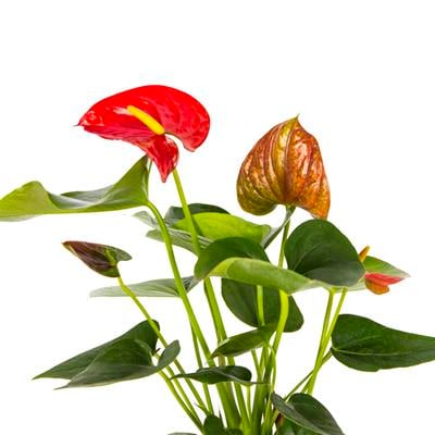 Antoryum Mix 30 40 Cm