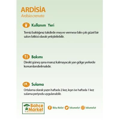 Ardisia 30-40 Cm Yeşil