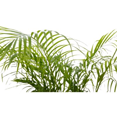 Areka Palmiyesi 125-150 Cm