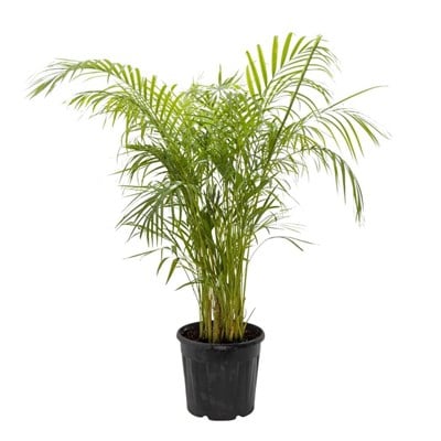 Areka Palmiyesi 125-150 Cm