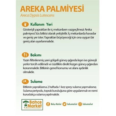 Areka Palmiyesi 125-150 Cm