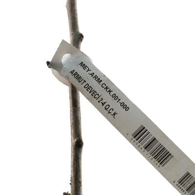 Armut Fidanı Deveci Çıplak Kök