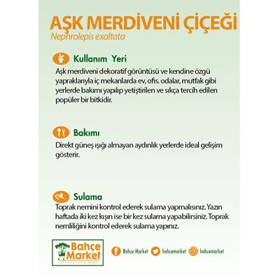 Aşk Merdiveni Çiçeği (Nephrolepsis) 20-30 Cm