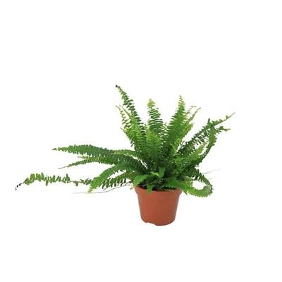 Aşk Merdiveni Çiçeği (Nephrolepsis) 20-30 Cm