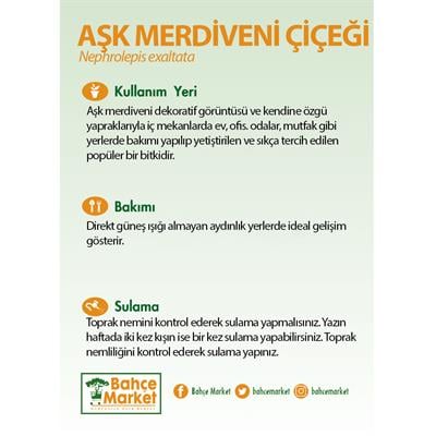 Aşk Merdiveni Çiçeği Yeşil